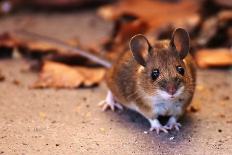 The Mouse In My House Is A Welcome Guest