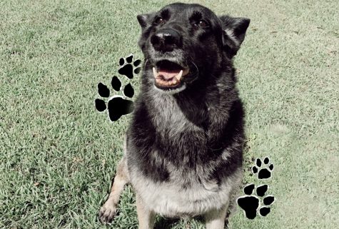 Love dogs? Join Paws for a Cause