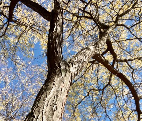 Want to Save the Planet? Start by Joining Tree Huggers